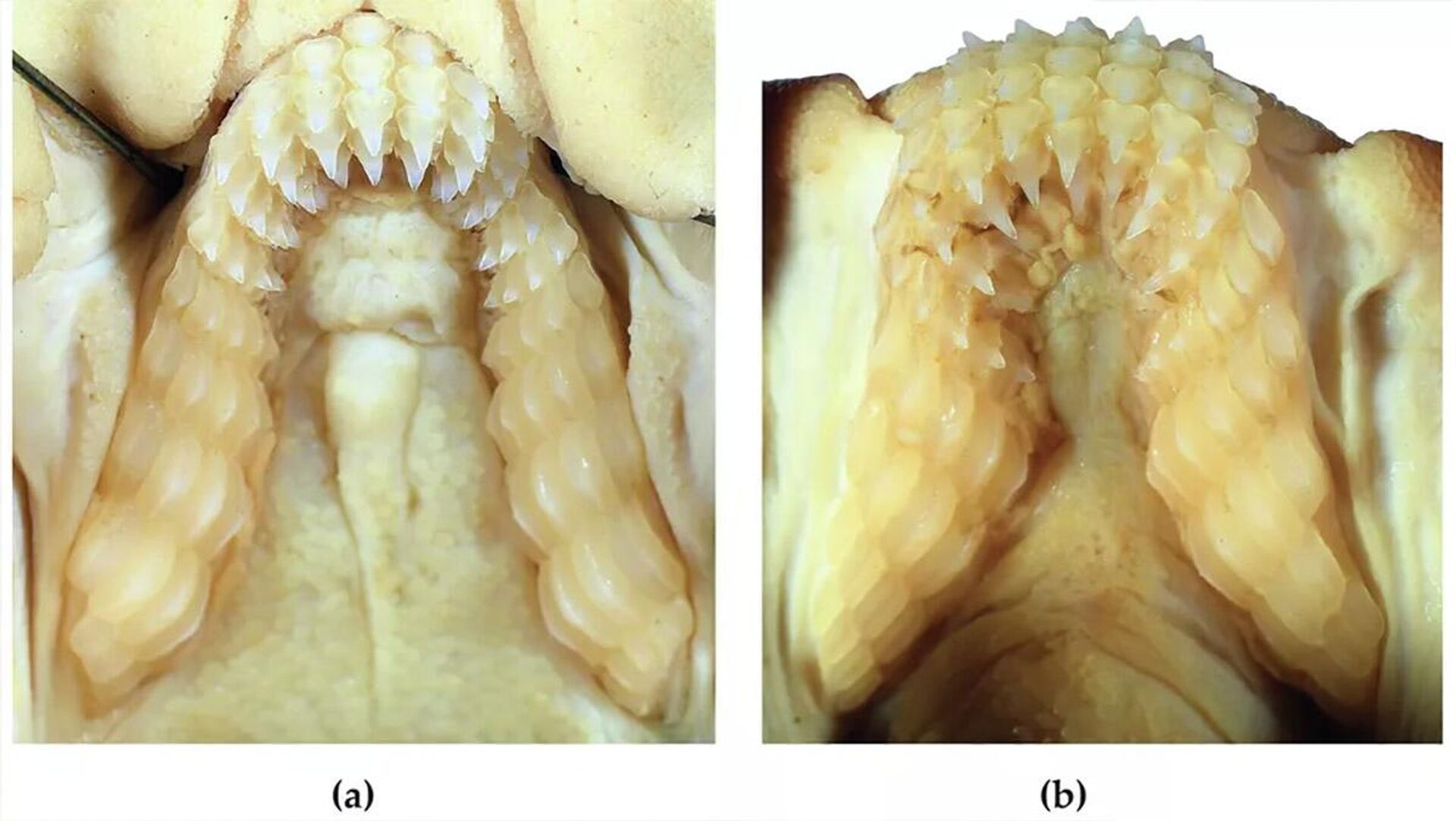 As mandíbulas superior e inferior de H. marshallae de um espécime feminino preservado - Sputnik Brasil, 1920, 11.08.2023