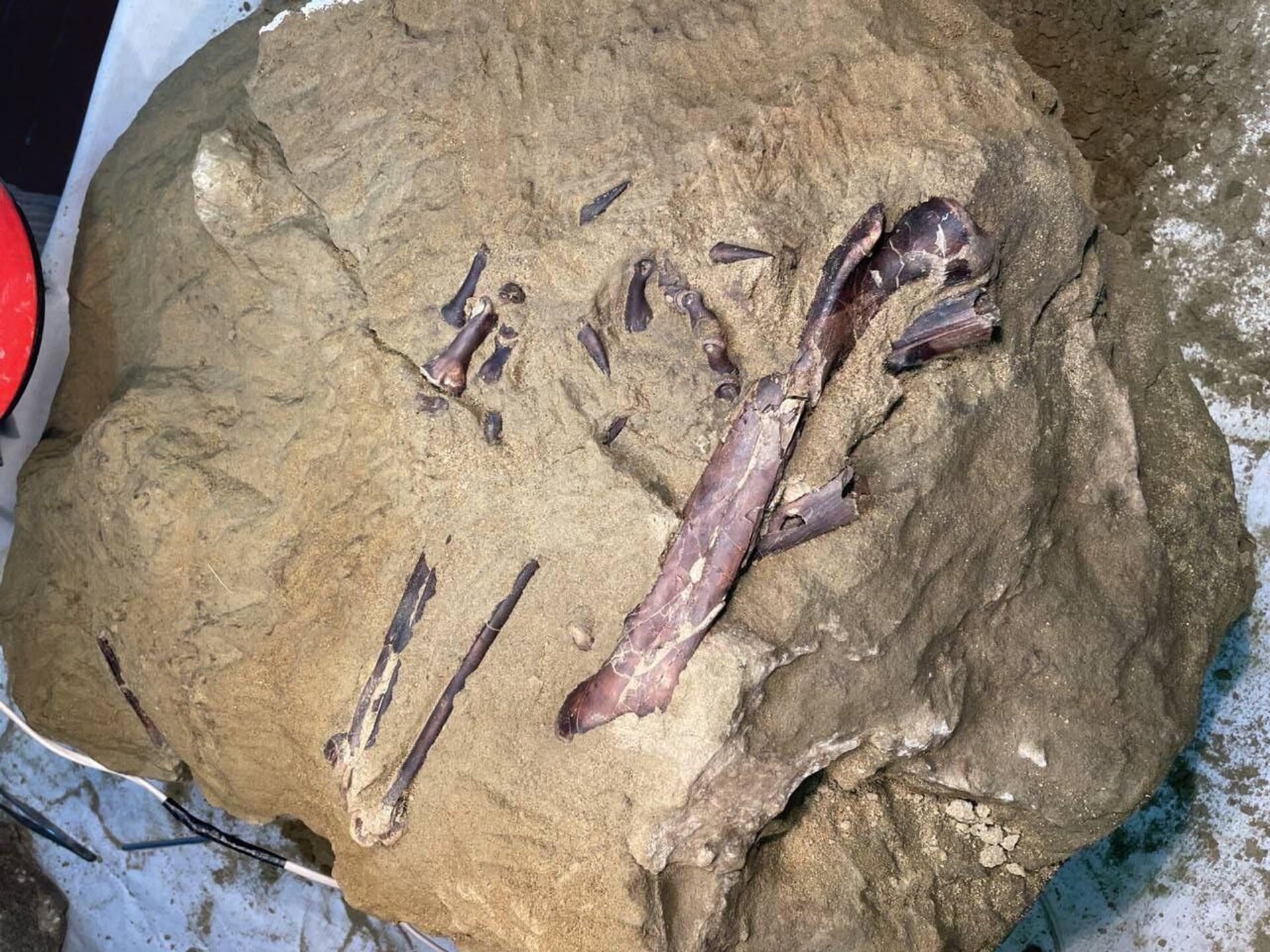 Uma equipe de cientistas russos descobriu na Sibéria os restos fossilizados de um terópode, um dinossauro predador que habitou a Terra no período Cretáceo - Sputnik Brasil, 1920, 13.08.2023