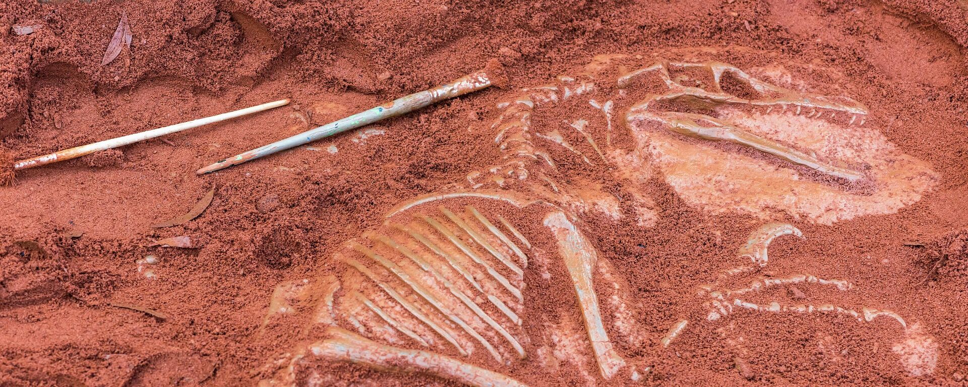Fóssil de dinossauro - Sputnik Brasil, 1920, 18.08.2023