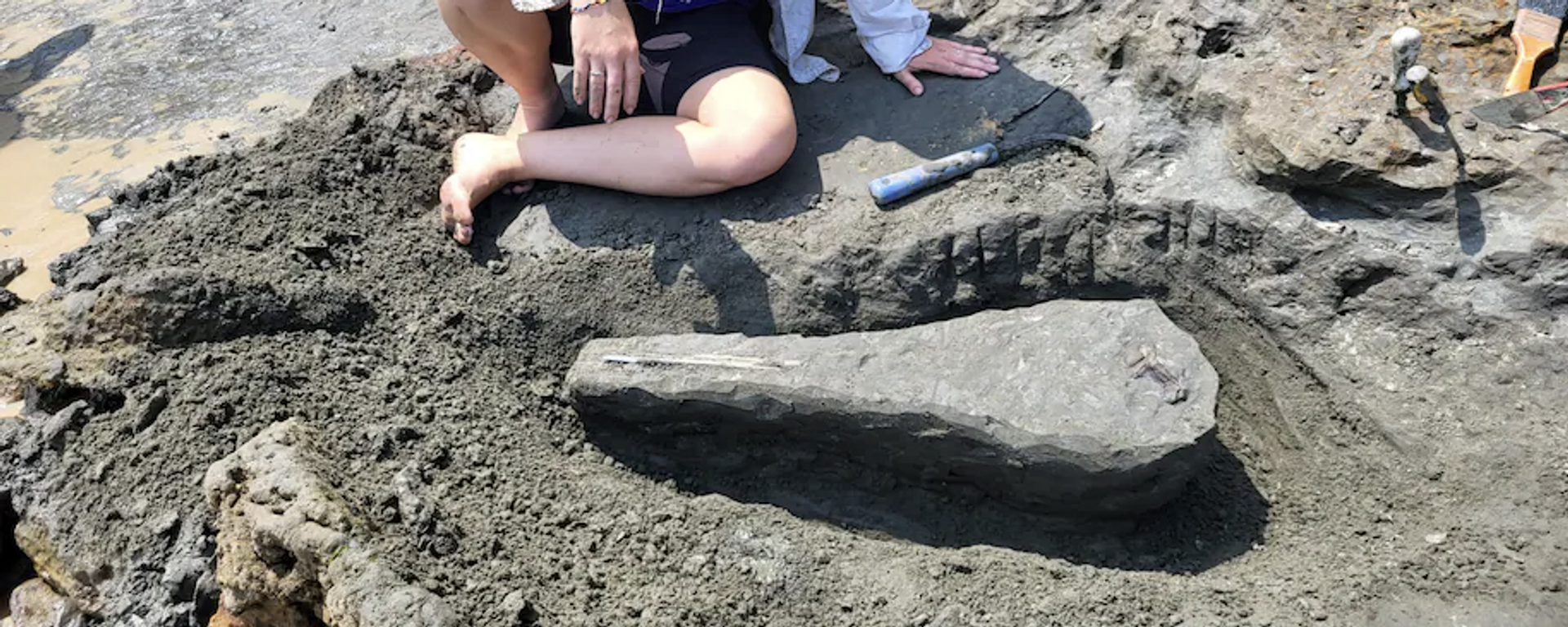 Emily Bzdyk descobre o crânio fossilizado de uma criatura parecida com um golfinho de 15 milhões de anos em uma praia de Maryland este mês - Sputnik Brasil, 1920, 28.08.2023