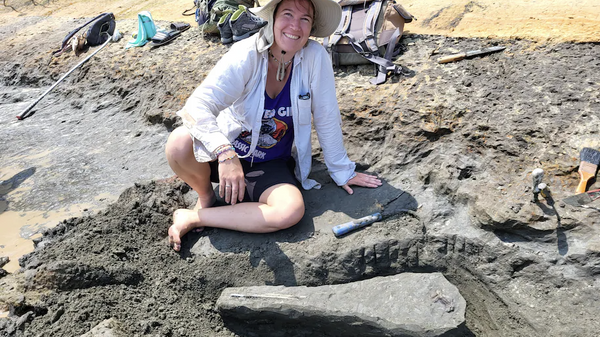 Emily Bzdyk descobre o crânio fossilizado de uma criatura parecida com um golfinho de 15 milhões de anos em uma praia de Maryland este mês - Sputnik Brasil
