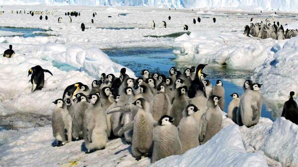 Um grupo de pinguins-imperadores na Antártida - Sputnik Brasil