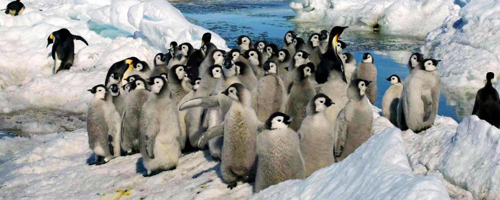 Um grupo de pinguins-imperadores na Antártida - Sputnik Brasil, 1920, 08.09.2023