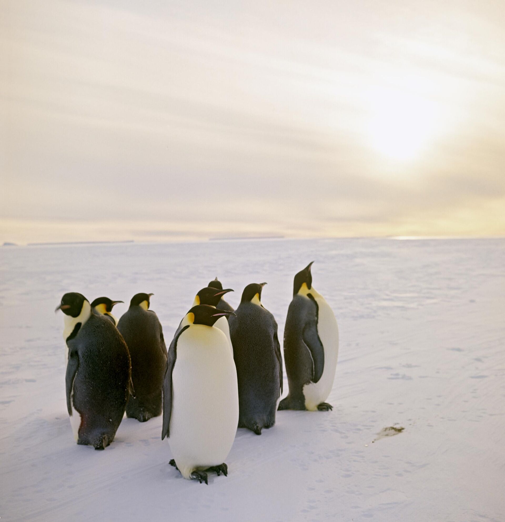 Um grupo de pinguins-imperadores na Antártica - Sputnik Brasil, 1920, 08.09.2023