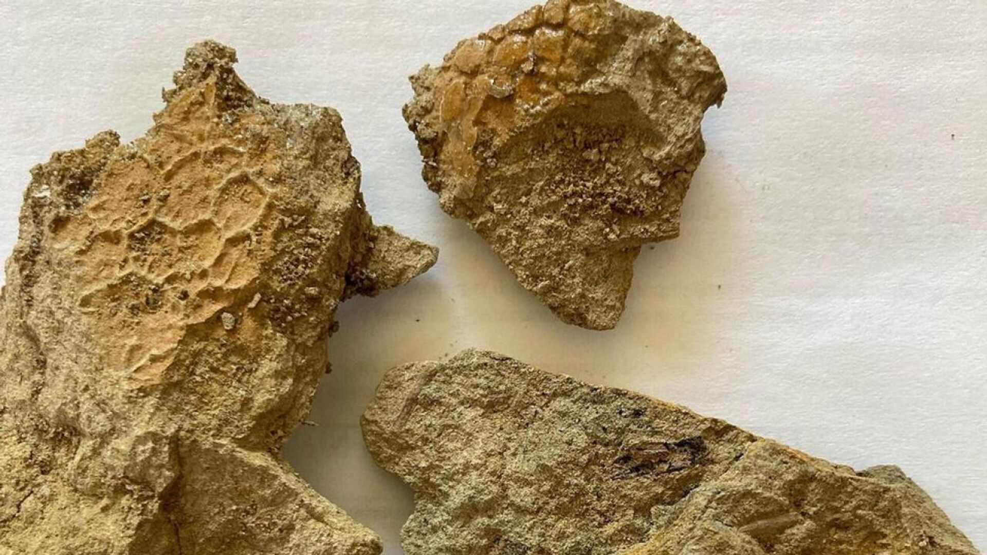 Restos de dinossauro com pele fossilizada são descobertos nos EUA - Sputnik Brasil, 1920, 19.09.2023
