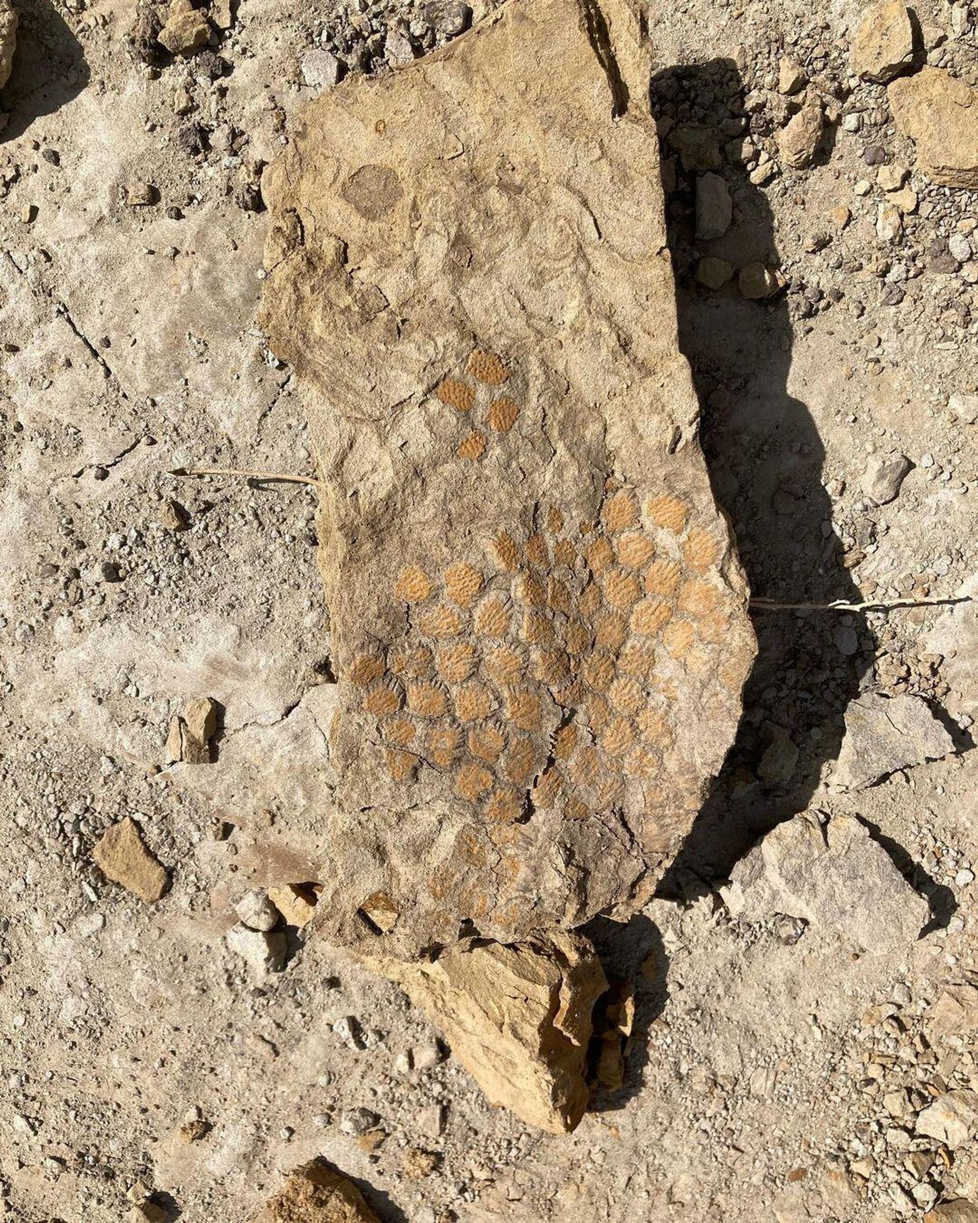 Os restos de uma espécie de dinossauro que pode ter mudado sua cor de pele como um camaleão foram escavados em um rancho de Montana, nos EUA - Sputnik Brasil, 1920, 19.09.2023