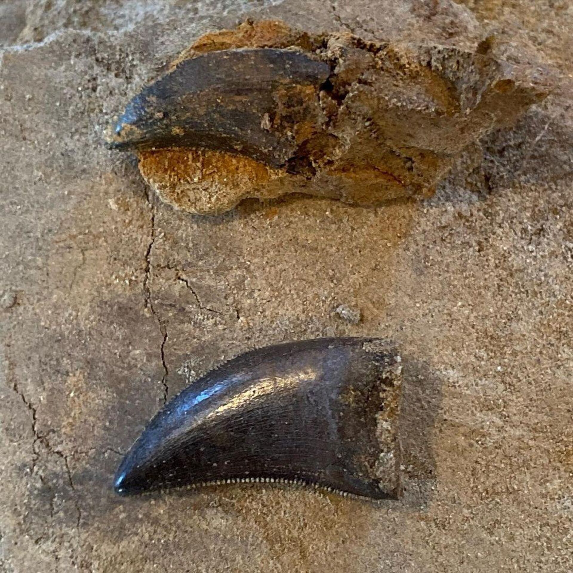 Além da pele, também foram encontrados oito dentes que os especialistas acreditam terem pertencido ao Nanotyrannus, um predador similar ao T. rex, porém muito menor - Sputnik Brasil, 1920, 19.09.2023