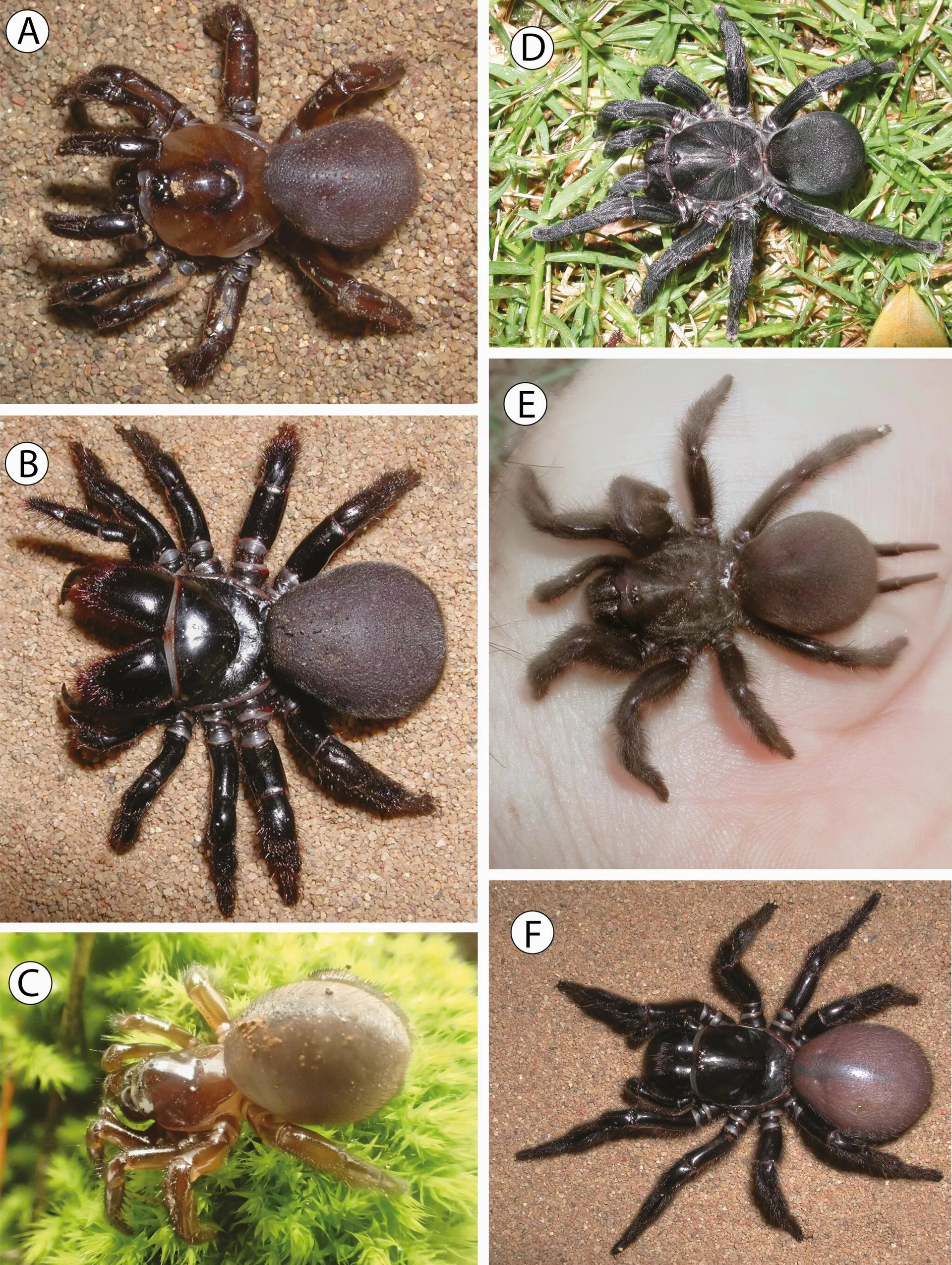 Fóssil de novo gênero de aranha de até 16 milhões de anos é encontrado na Austrália - Sputnik Brasil, 1920, 25.09.2023