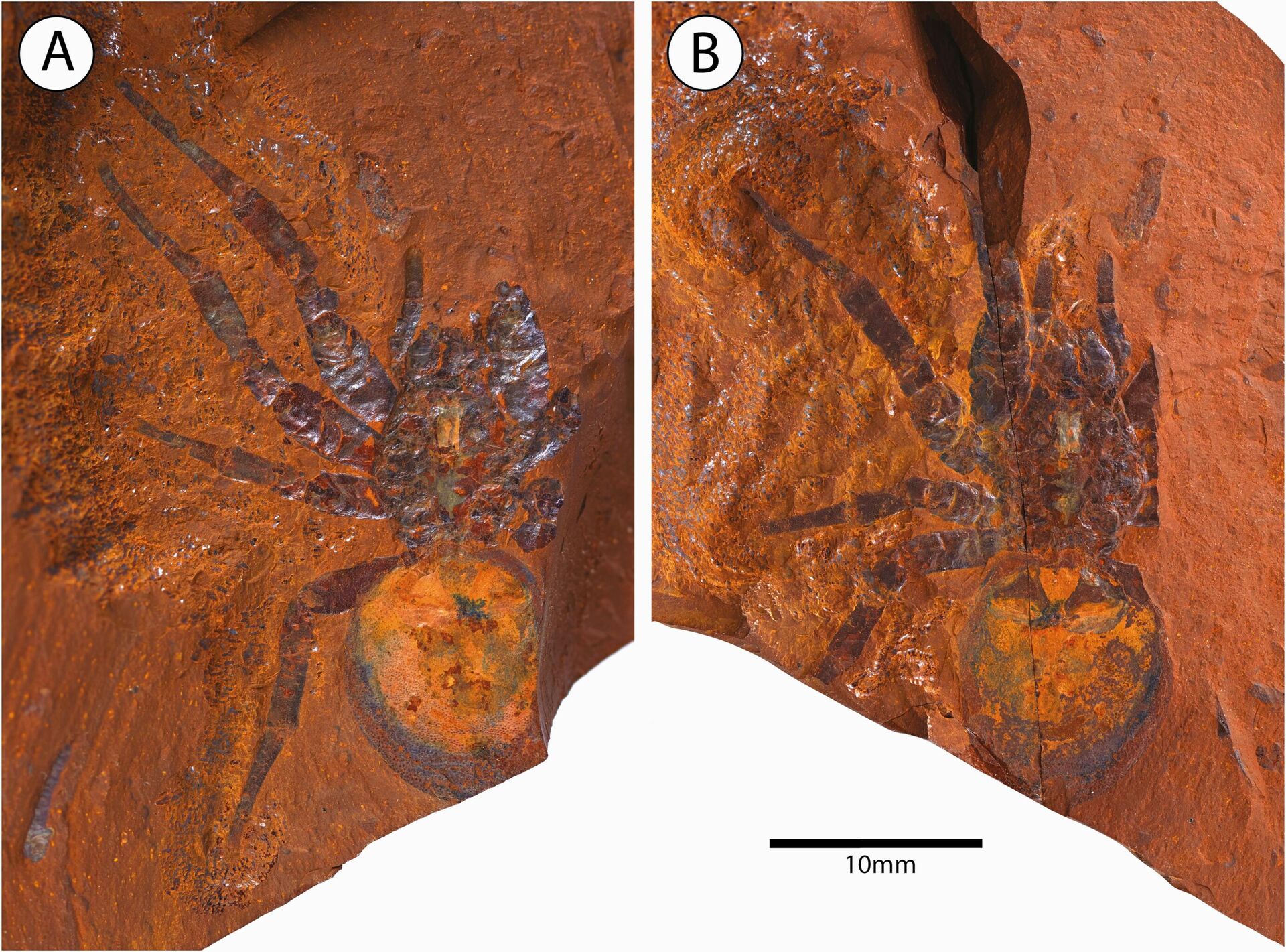 Fóssil de novo gênero de aranha de até 16 milhões de anos é encontrado na Austrália - Sputnik Brasil, 1920, 25.09.2023