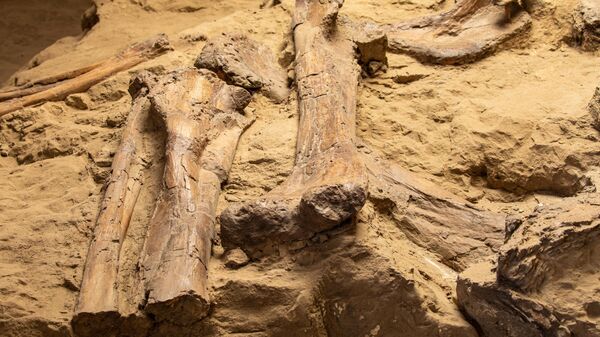 Fósseis encontrados em sítio arqueológico - Sputnik Brasil