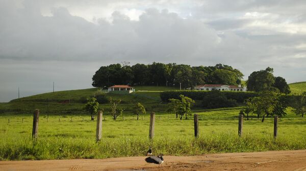 64% da expansão agropecuária brasileira é resultado do desmatamento para pastagem. Imagem de 21 de abril de 2014 - Sputnik Brasil