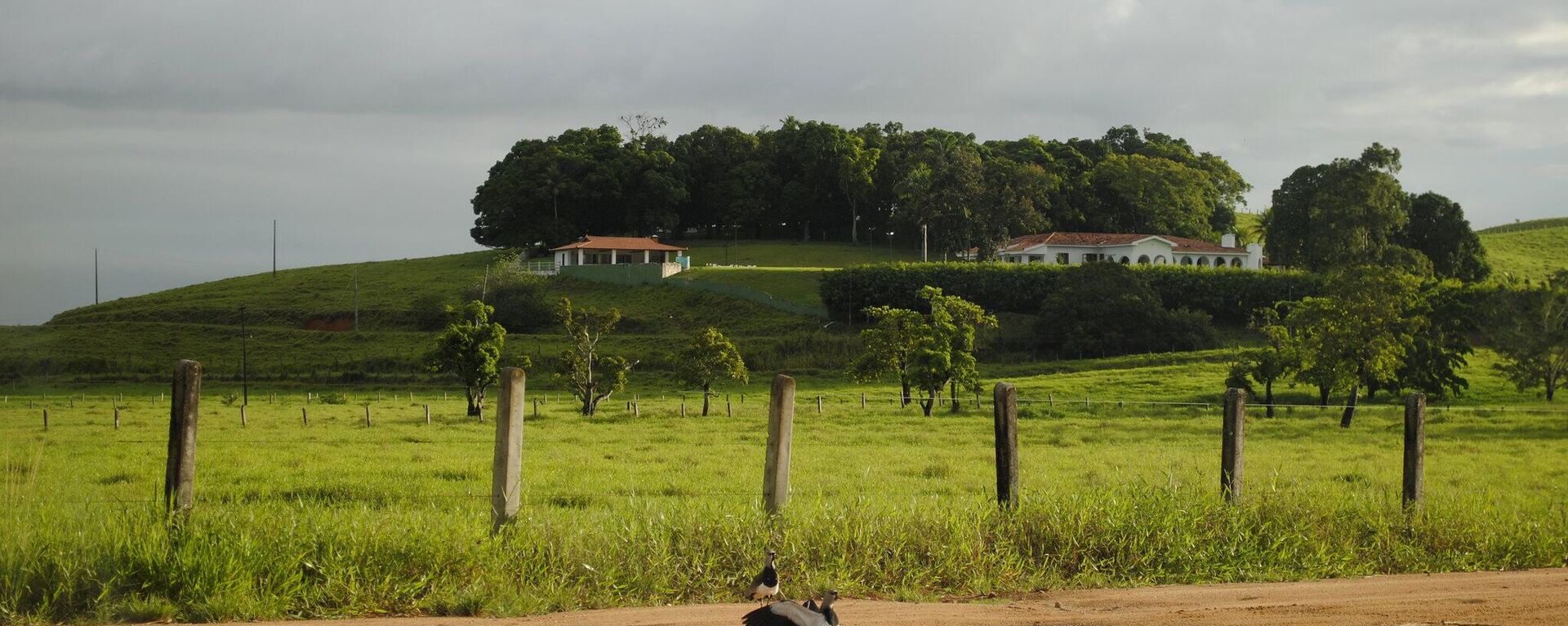 64% da expansão agropecuária brasileira é resultado do desmatamento para pastagem. Imagem de 21 de abril de 2014 - Sputnik Brasil, 1920, 06.10.2023
