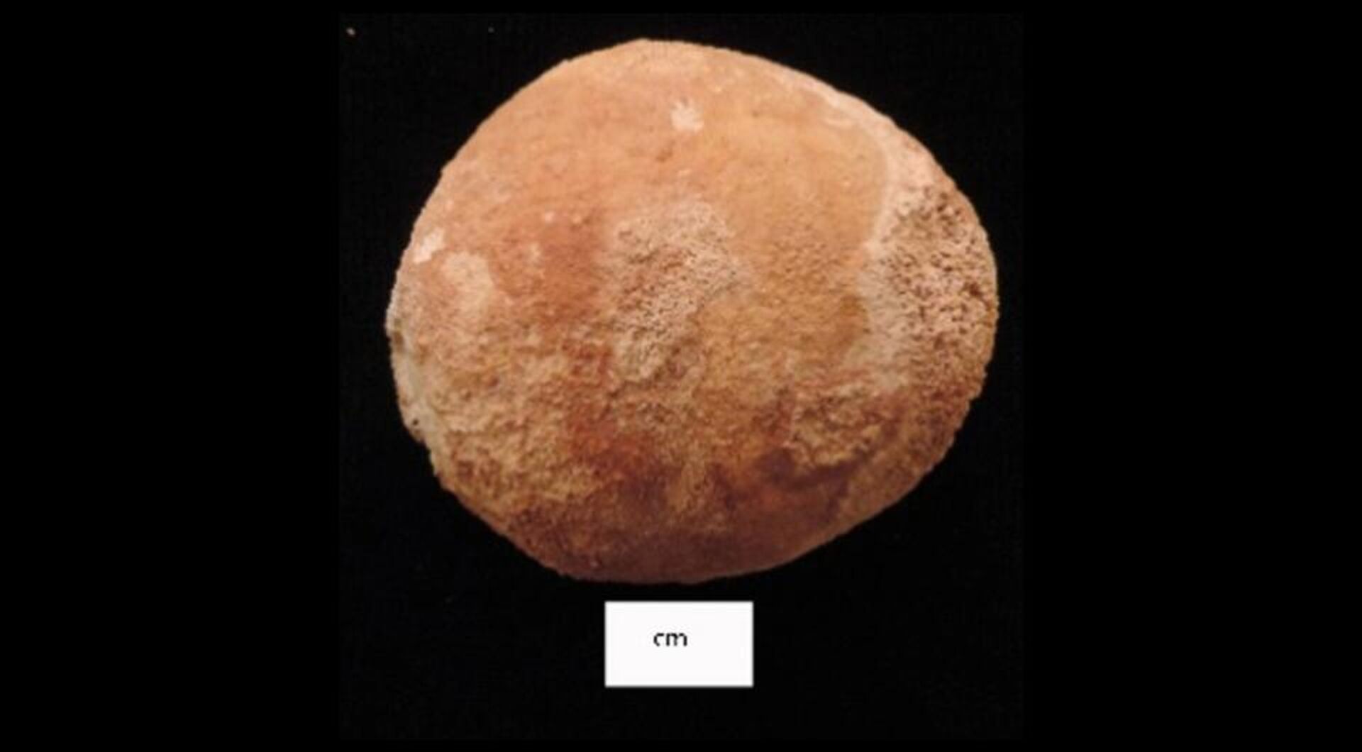 Pedra de bexiga calcificada encontrada em um antigo túmulo no Egito  - Sputnik Brasil, 1920, 10.10.2023
