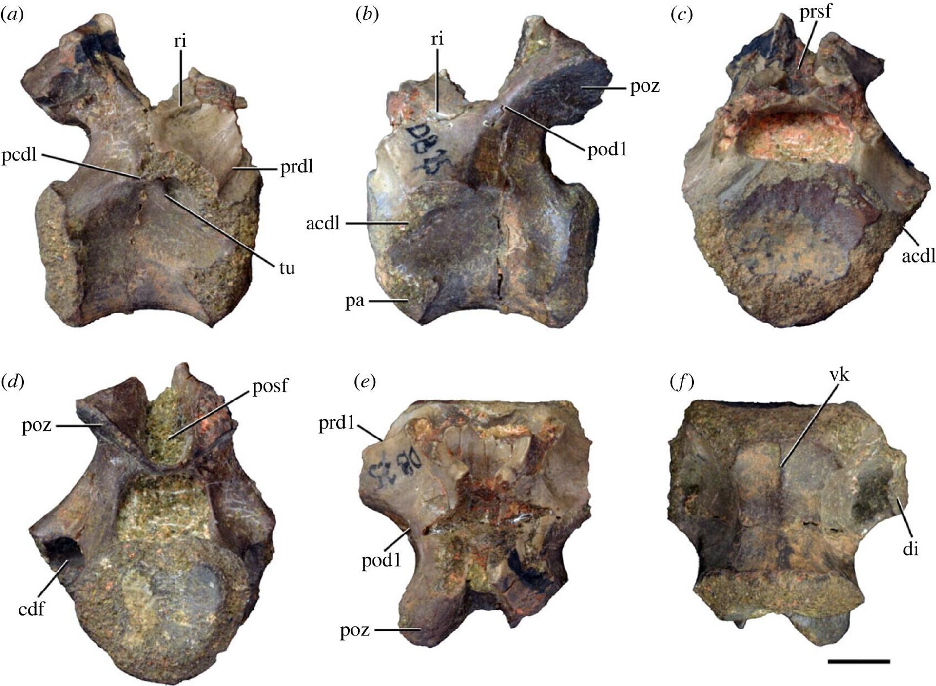 Possível primeira vertebra dorsal do Samsarasuchus pamelae - Sputnik Brasil, 1920, 25.10.2023