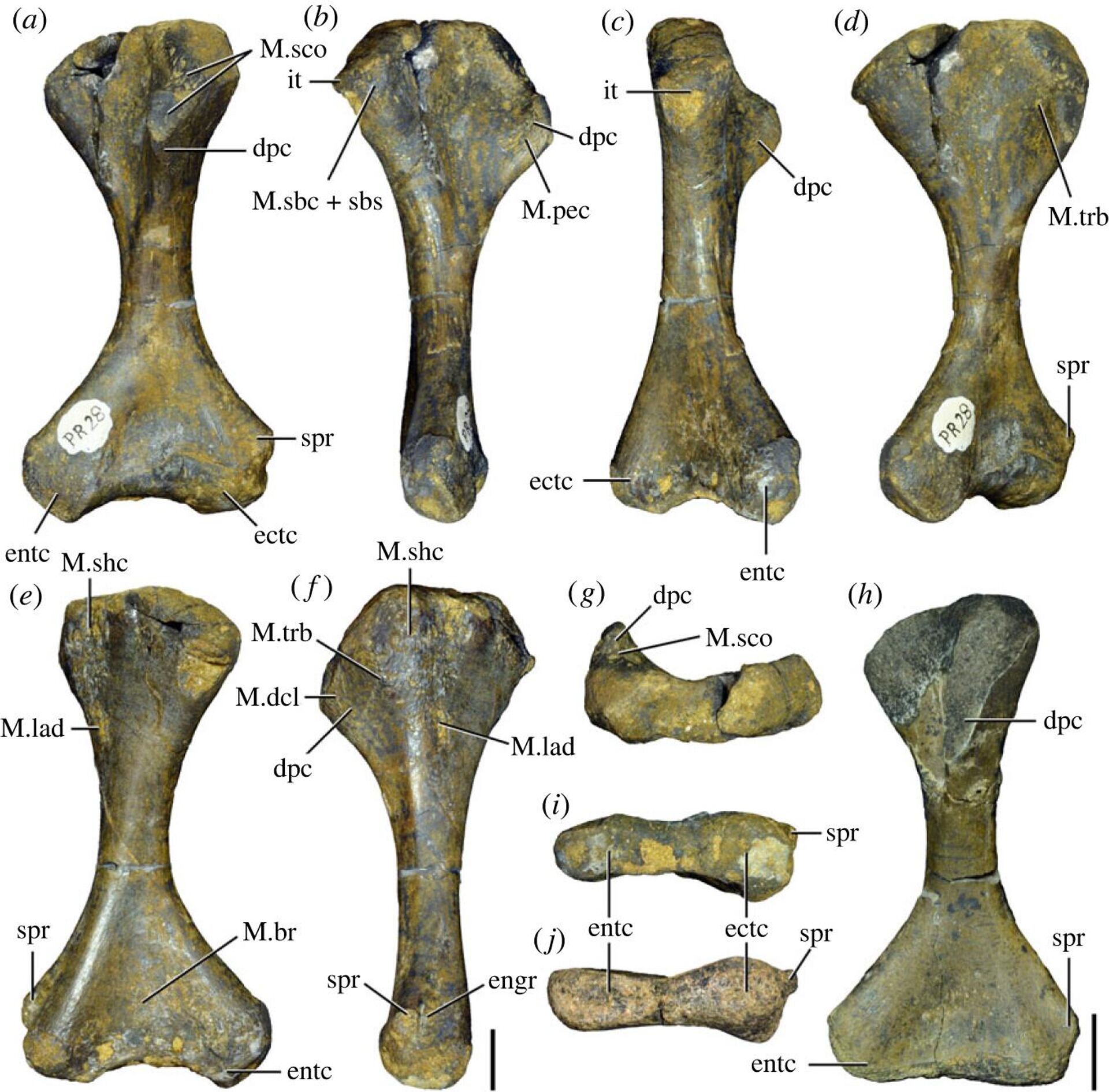 Fósseis do Samsarasuchus pamelae - Sputnik Brasil, 1920, 25.10.2023