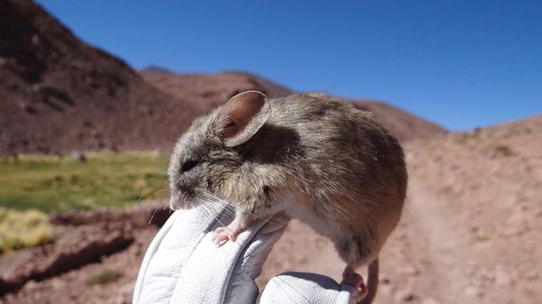 Equipe de cientistas descobriu 13 ratos de orelhas-de-folha (Phyllotis vaccarum) mumificados no topo de três vulcões andinos, a aproximadamente seis mil metros de altitude - Sputnik Brasil