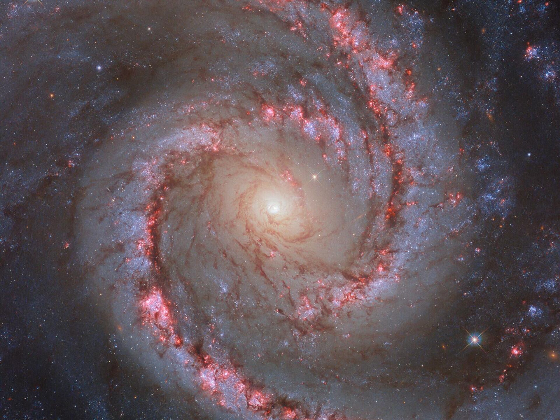 Galáxia espiral barrada NGC 1566 - Sputnik Brasil, 1920, 30.10.2023