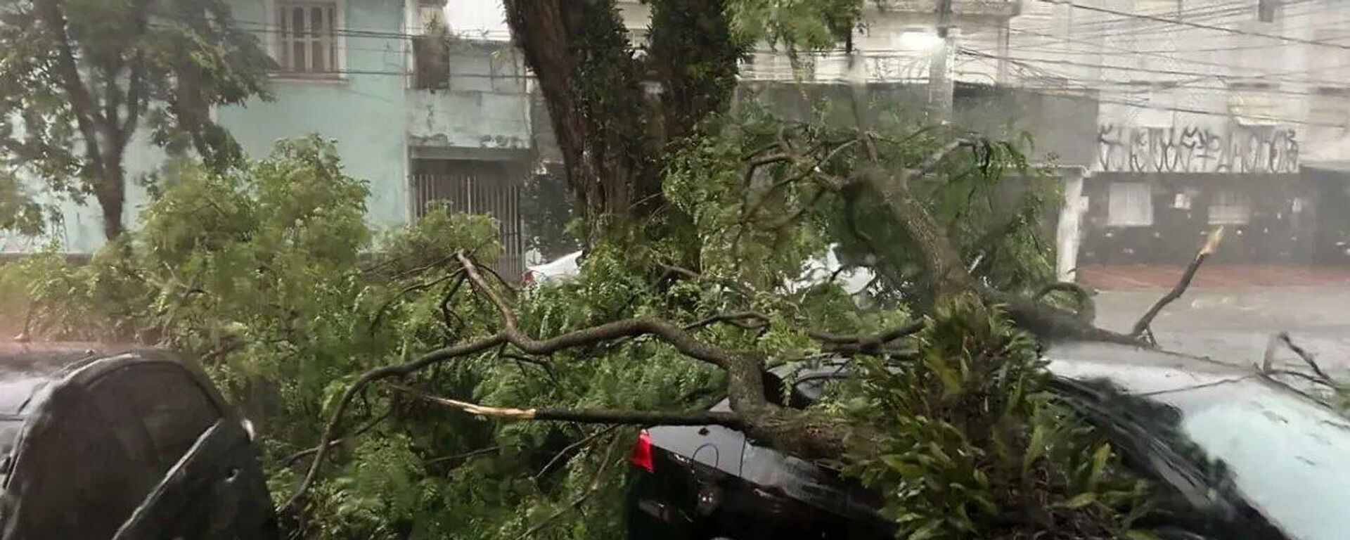 Árvore derrubada por temporal que provocou corte na energia em São Paulo (SP), em 3 de outubro de 2023 - Sputnik Brasil, 1920, 07.11.2023