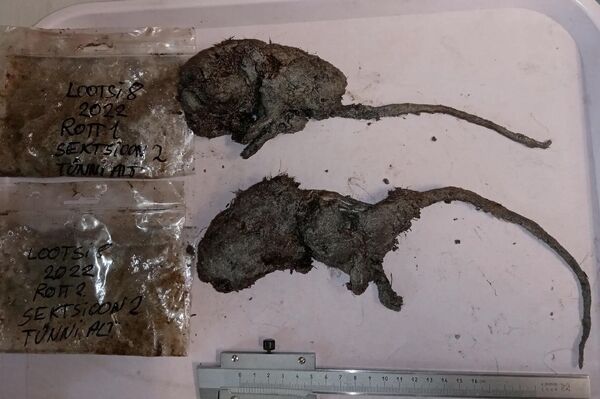 Ratos encontrados nos destroços do navio descoberto na Estônia - Sputnik Brasil