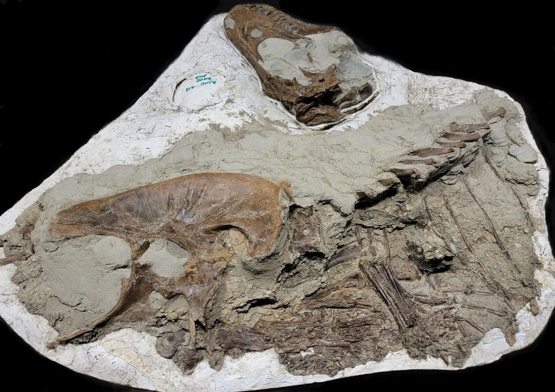 Lado direito de jovem gorgosaurus com itens de presa no estômago, visível na parte inferior central do esqueleto - Sputnik Brasil, 1920, 10.12.2023