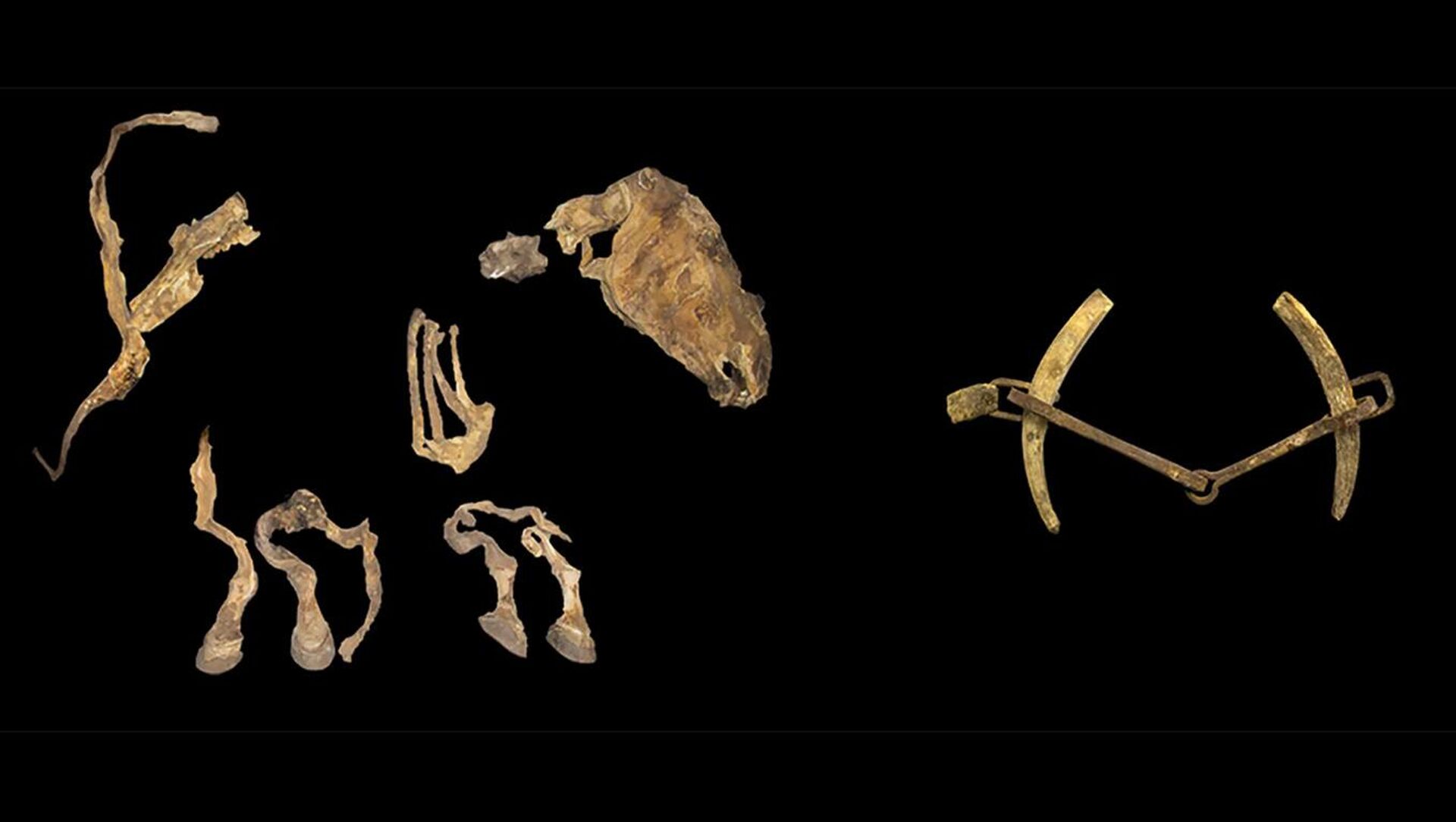 Restos de cavalo, rédea e freio descobertos na Mongólia - Sputnik Brasil, 1920, 11.12.2023
