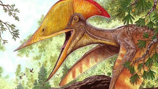 Nova espécie de pterossauro, Meilifeilong youhao, descoberta por cientistas brasileiros e chineses - Sputnik Brasil