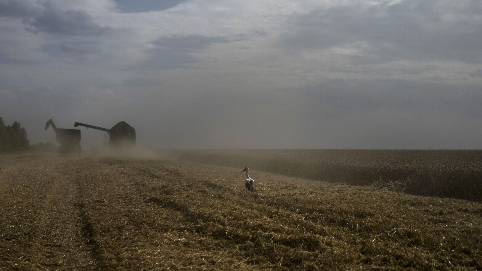 Um pássaro pousa em um campo de trigo enquanto uma colheitadeira faz a colheita na região de Cherkassy. Ucrânia, em 25 de julho de 2023 - Sputnik Brasil, 1920, 28.01.2024