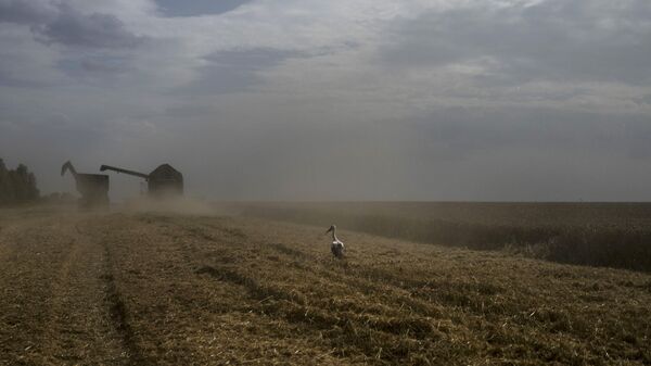 Um pássaro pousa em um campo de trigo enquanto uma colheitadeira faz a colheita na região de Cherkassy. Ucrânia, em 25 de julho de 2023 - Sputnik Brasil