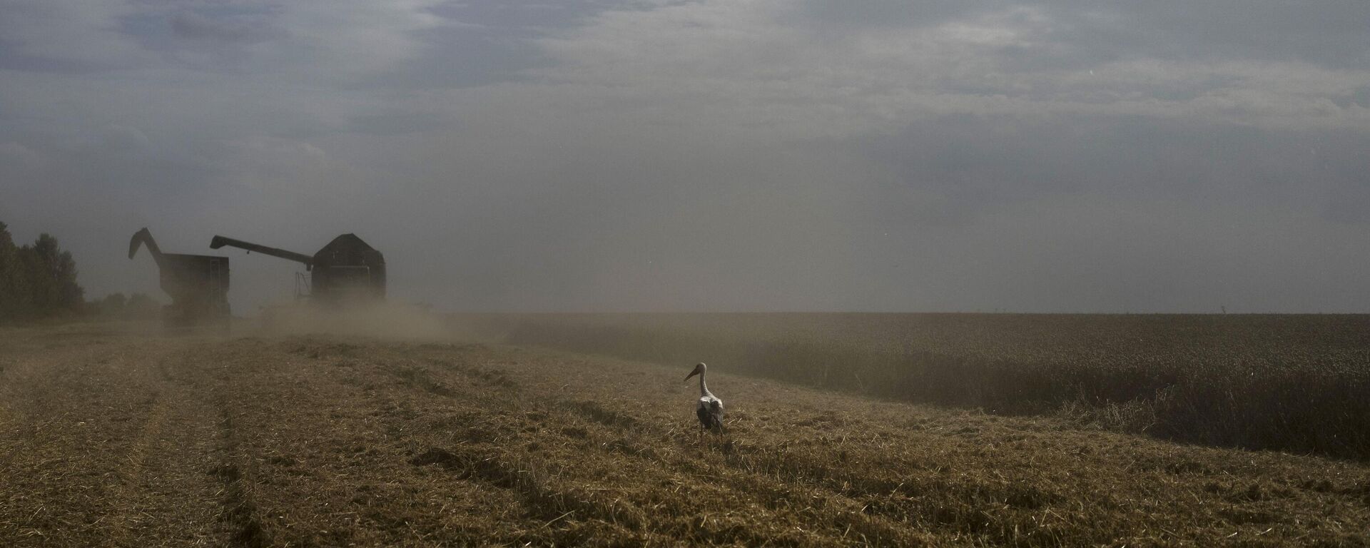 Um pássaro pousa em um campo de trigo enquanto uma colheitadeira faz a colheita na região de Cherkassy. Ucrânia, em 25 de julho de 2023 - Sputnik Brasil, 1920, 28.01.2024