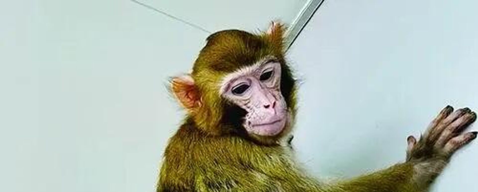 O macaco, chamado ReTro, é o primeiro macaco rhesus clonado do mundo a atingir a idade adulta. Janeiro de 2023 - Sputnik Brasil, 1920, 30.01.2024