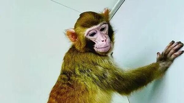 O macaco, chamado ReTro, é o primeiro macaco rhesus clonado do mundo a atingir a idade adulta. Janeiro de 2023 - Sputnik Brasil