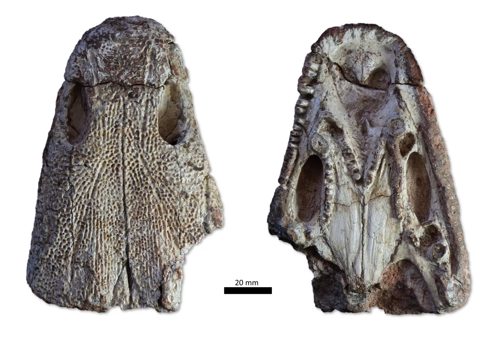 Fóssil do Kwatisuchus rosai, encontrado pelos pesquisadores no Rio Grande do Sul Fóssil do Kwatisuchus rosai, encontrado pelos pesquisadores no Rio Grande do Sul - Sputnik Brasil, 1920, 02.02.2024
