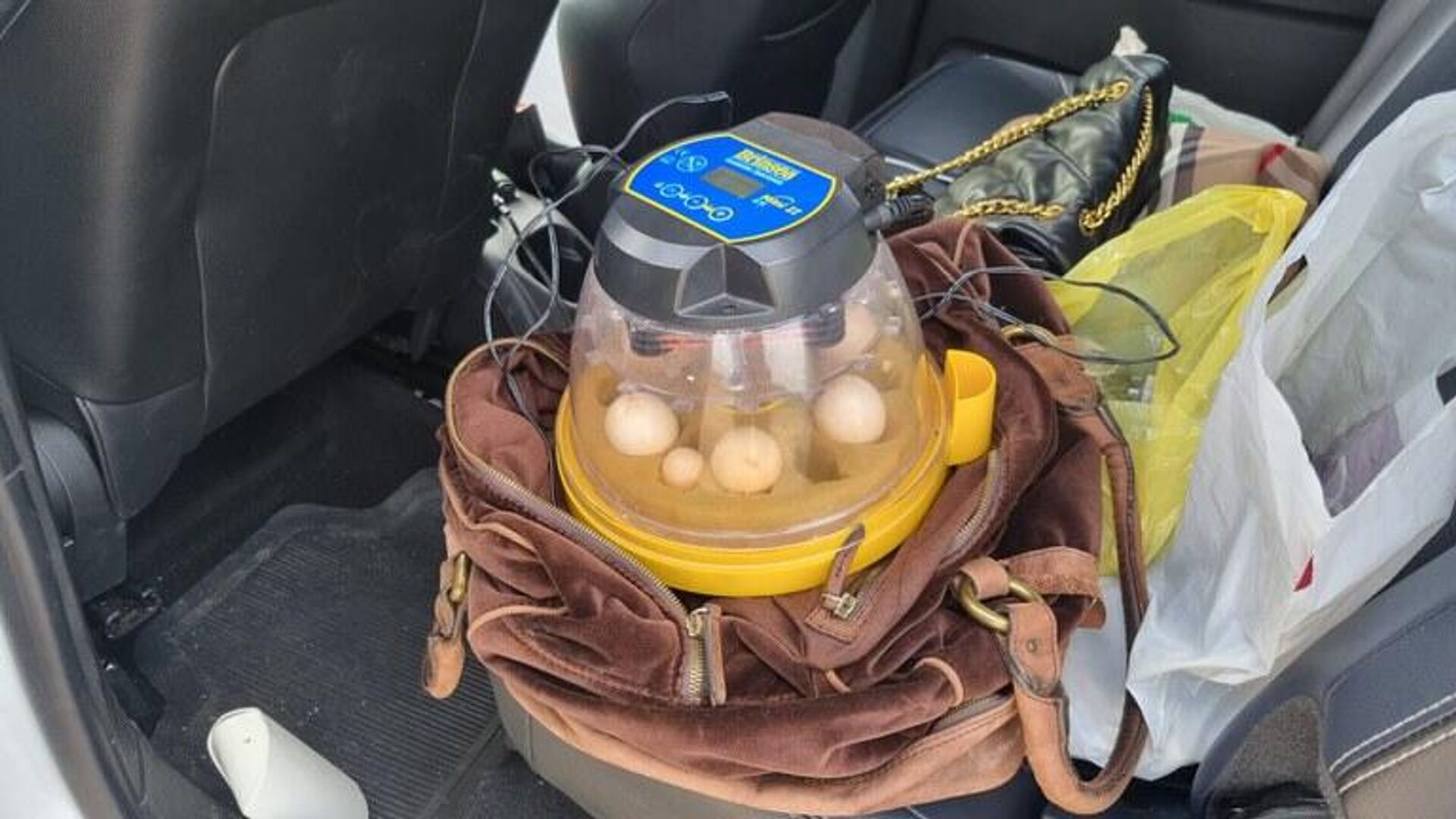 Ovos foram encontrados em uma estufa, que estava ligada na saída para isqueiro do carro, como forma de preservá-los - Sputnik Brasil, 1920, 03.02.2024