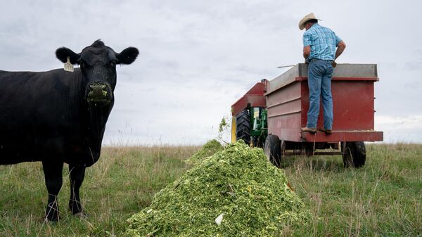 Um bovino da raça pura Angus come talos de milho picados, silagem, nas Fazendas Double G Angus em Tiffin, Iowa, EUA, em 13 de agosto de 2023 - Sputnik Brasil