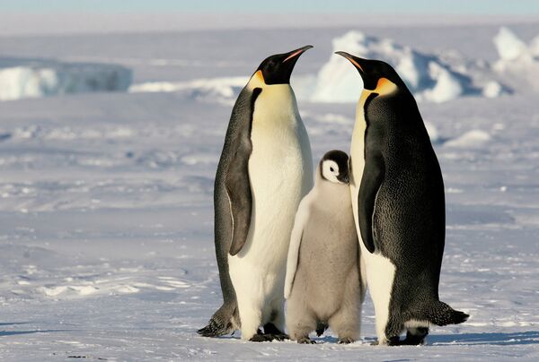 Pinguins-imperador na Antártida - Sputnik Brasil