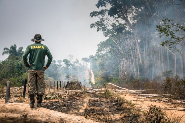 Operação de Fiscalização na Floresta Nacional do Jamanxim, no Pará - Sputnik Brasil