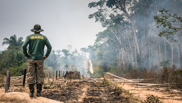 Operação de Fiscalização na Floresta Nacional do Jamanxim, no Pará - Sputnik Brasil