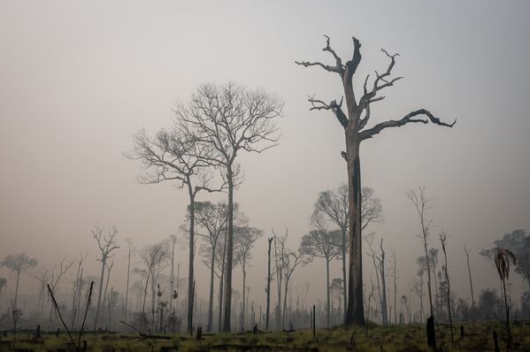 Floresta Nacional do Jamanxim, no Pará. - Sputnik Brasil