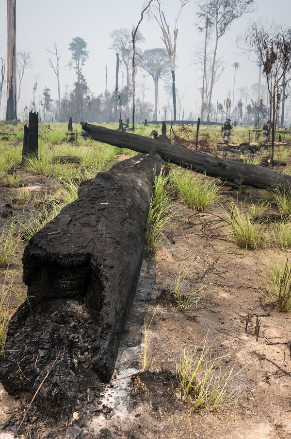 Árvares queimadas encontradas por agentes do Ibama durante operação de fiscalização na Floresta Nacional do Jamanxim, no Pará - Sputnik Brasil
