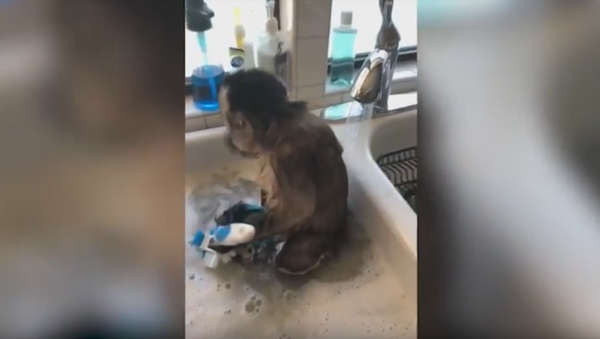 Double Duty: Capuchin Monkey Bathes and ‘Cleans’ Dishes - Sputnik Brasil