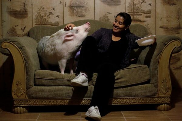 Yissel Mendoza com porco Balu na sua casa em Ciudad Juárez, no México - Sputnik Brasil