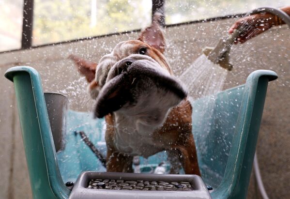 Buldogue inglês Bobo toma banho em um hotel para animais em Singapura - Sputnik Brasil