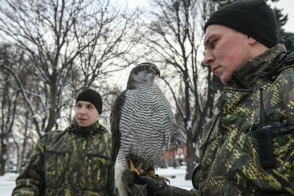 Funcionários do serviço ornitológico do Kremlin com um falcão - Sputnik Brasil