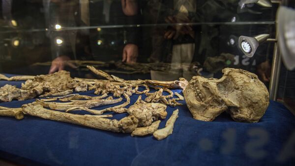 Esqueleto do Hominini denominado Little Foot é revelado pela primeira vez ao público na Universidade de Witwatersrand, Joanesburgo, África do Sul, em 6 de dezembro de 2017 - Sputnik Brasil