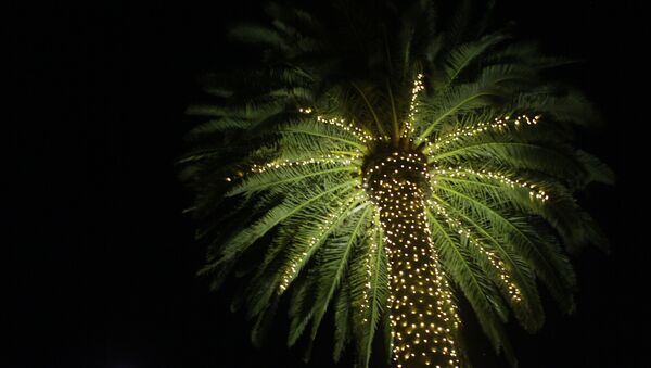 In this photo taken Wednesday Nov. 30, 2011, a palm tree is illuminated with lights at the entrance to St. Supery Vineyards and Winery in Rutherford, Calif. - Sputnik Brasil
