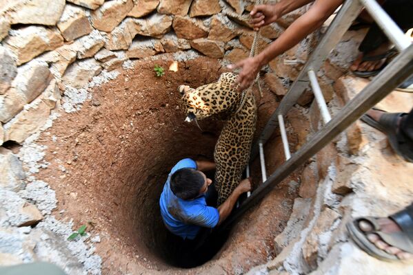 Leopardo sendo resgatado de poço na cidade de Guwahati, Índia - Sputnik Brasil