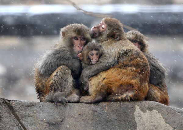 Macacos se abraçam durante nevasca no monte Huaguo, China - Sputnik Brasil
