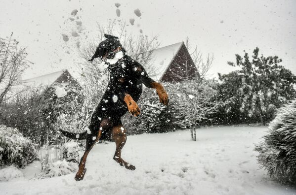 Cachorro brinca com neve em Godewaersvelde, França - Sputnik Brasil