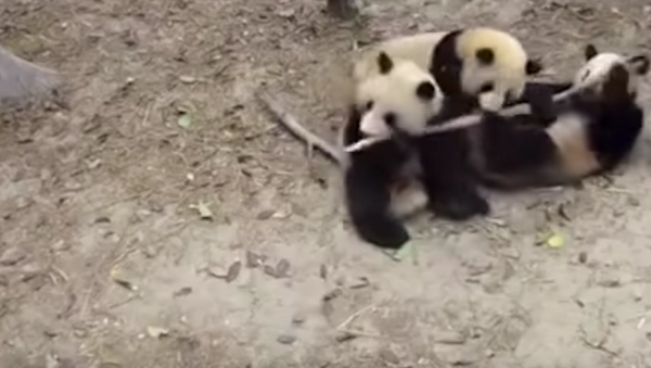 Panda cai de árvore e interrompe sexo de outros dois - Sputnik Brasil