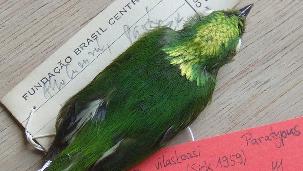 Parátipo da ave Lepidothrix vilasboasi - Sputnik Brasil
